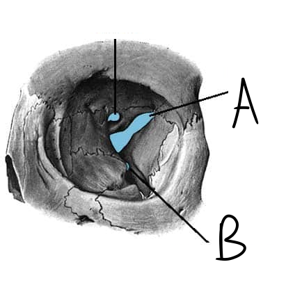 <p>Identify bony marking A</p>
