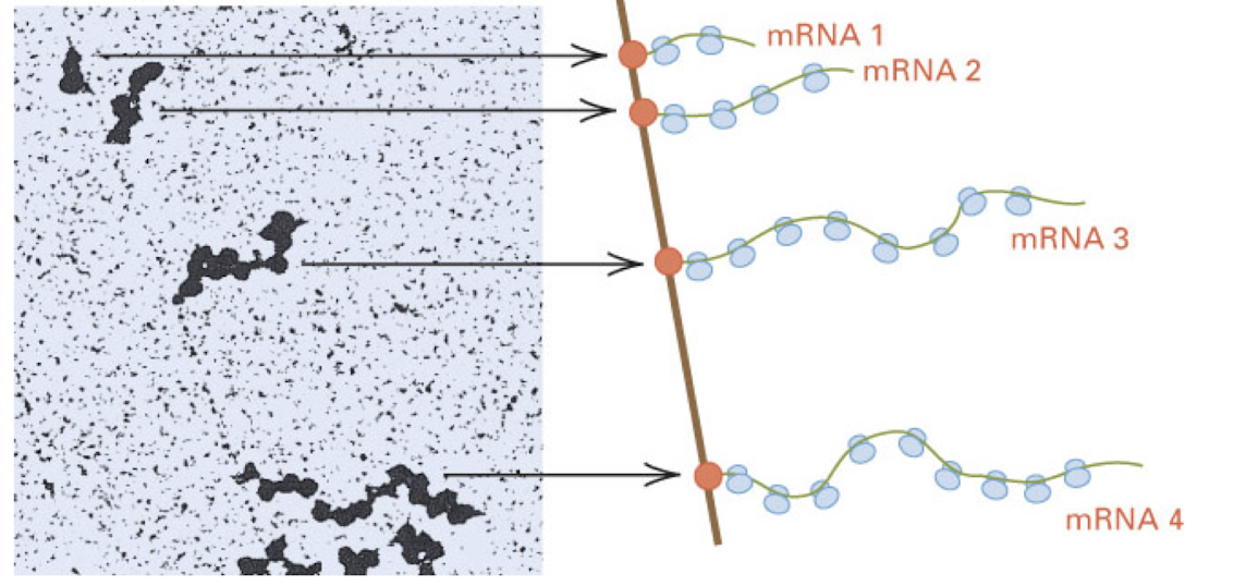 <p><strong>coupled</strong></p><p>in eukaryotes, transcription takes place in the nucleus and translation occurs in the cytoplasm</p>