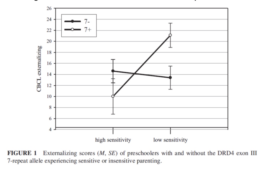 <p>children with the 7-repeat allele show low externalizing behaviors with mothers who show high sensitivity, but show high externalizing behaviors with mothers who show low sensitivity</p><p>children without the 7-repeat allele show relatively the same externalizing behaviors with both high and low sensitivity mothers</p>