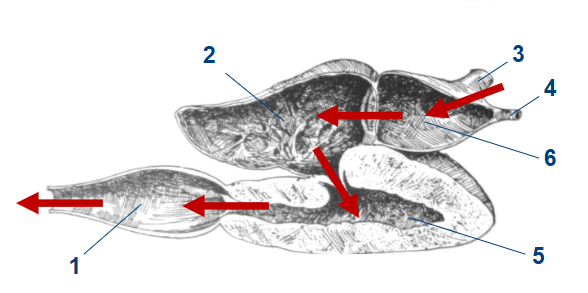 <p>6</p>