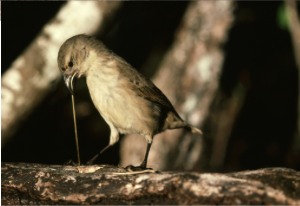 <ul><li><p><em>Geospiza pallida </em></p></li><li><p>vulnerable </p></li><li><p>this finch is well known for its use of tools, it can use a twig, stick or cactus spine to dislodge invertebrates from trees </p></li></ul><p></p>