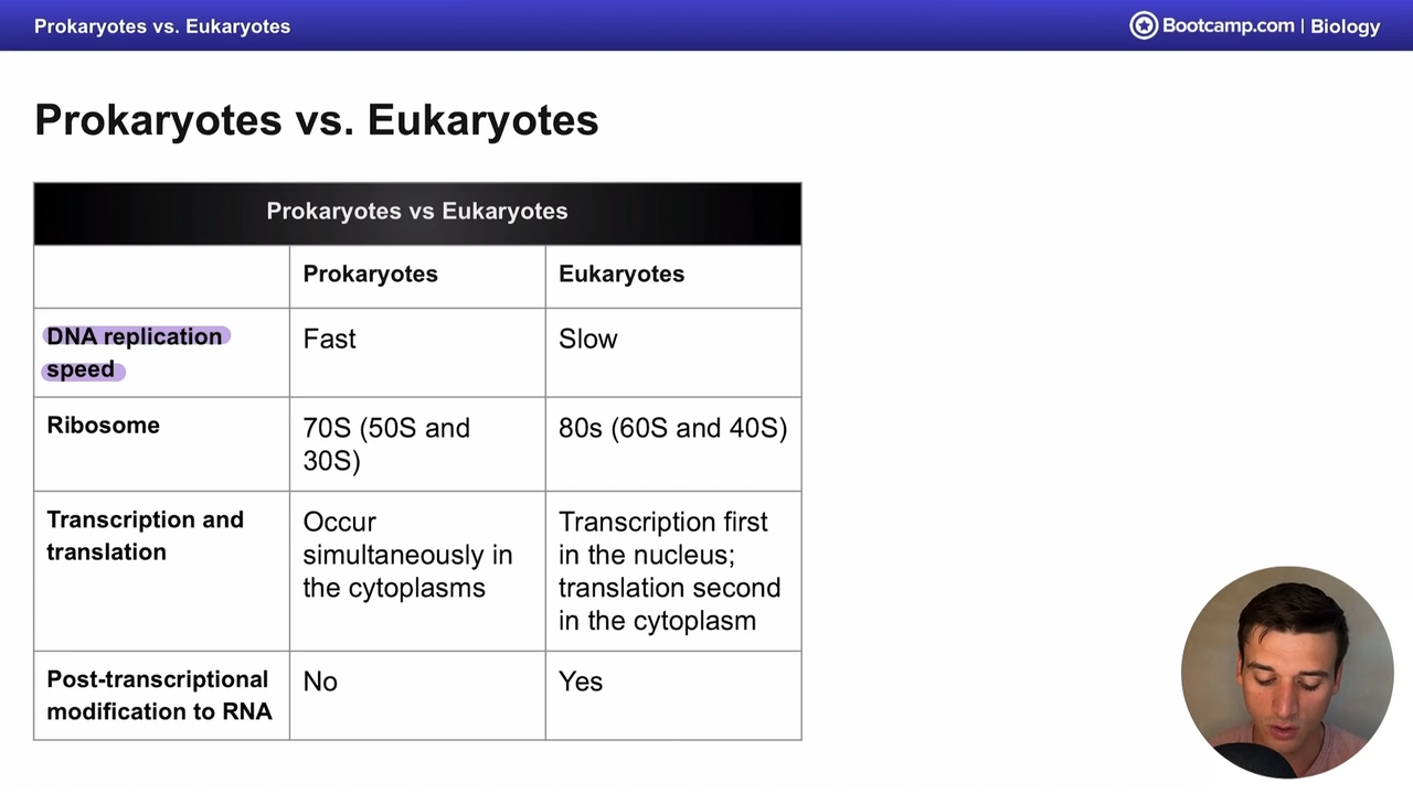 <p>prokaryotes: fast </p><p>eukaryotes: slow </p>