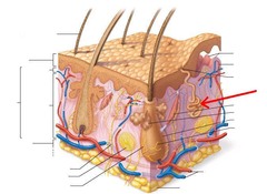 <p>(aka merocrine sweat glands) appear all over the body and are the primary sweat glands of the body</p>