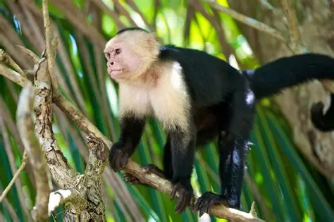 <p>Common Name: White-Throated Capuchin</p><p>Suborder: Haplorhini</p><p>Order: Primates </p><p>Family: Cebidae </p>