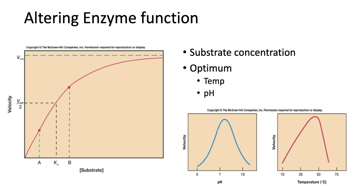 <ul><li><p>altering pH and temperature exemplify a bell-shaped curve. high heat can denature enzymes irreversibly. </p></li><li><p>enzymes have optimal pH based on environment</p></li><li><p>increasing substrate concentration follows a saturation curve. increasing substrate concentration increases reaction rate until V<sub>max</sub> is reached. </p></li></ul><p>these changes affect an enzyme’s conformation or the frequency of collisions with substrates. </p><p></p>