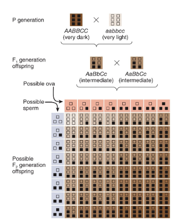 <p>when a trait occurs due to the combined effects of many genes &amp; environmental factors</p><ul><li><p>complex traits:</p><ul><li><p>skin, hair, eye colour</p></li><li><p>height</p></li><li><p>metabolic rate</p></li><li><p>body build</p></li></ul></li></ul><p></p>