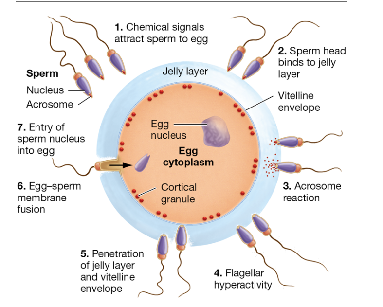 <p>What is the step-by-step process of fertilization in sea urchins?</p>