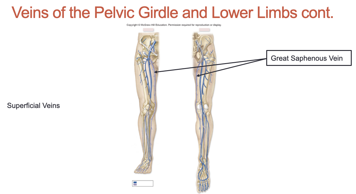 <p>Great Saphenous Vein</p>