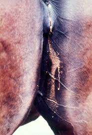 <ul><li><p>Mucopurulent vaginal discharge w/ no systemic disturbance </p></li><li><p>Temorary infertility in mares</p></li><li><p>Stallions: asymptomatic</p></li></ul><p></p>