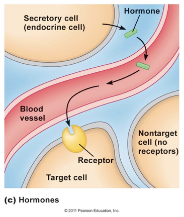 <p><span>involves a hormone being released into the bloodstream</span></p>