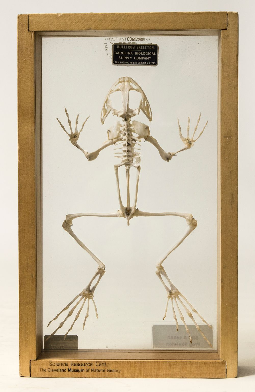 <p>Tibiofibula and femur?</p>