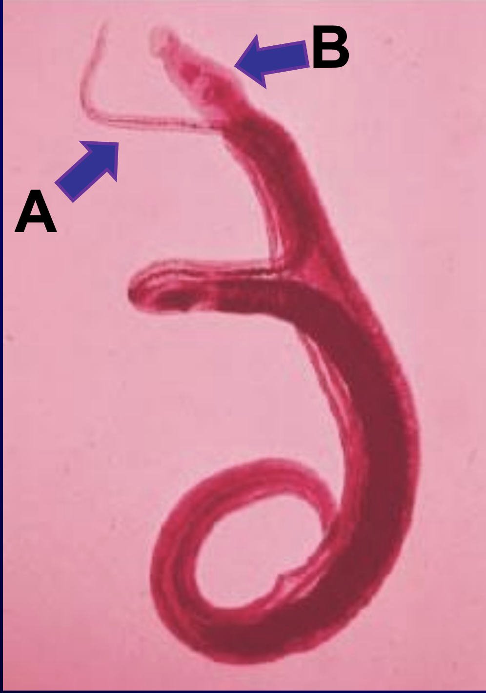 <p>which one is the male? </p>