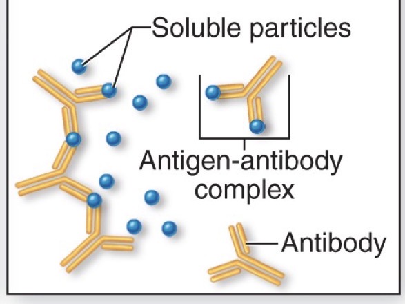 <p>Antibody cross-links circulating particles forming an insoluble antigen-antibody complex</p><ul><li><p>can’t be invaded by bacteria</p></li></ul><p></p>
