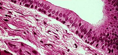 <p>Identify Tissue</p>