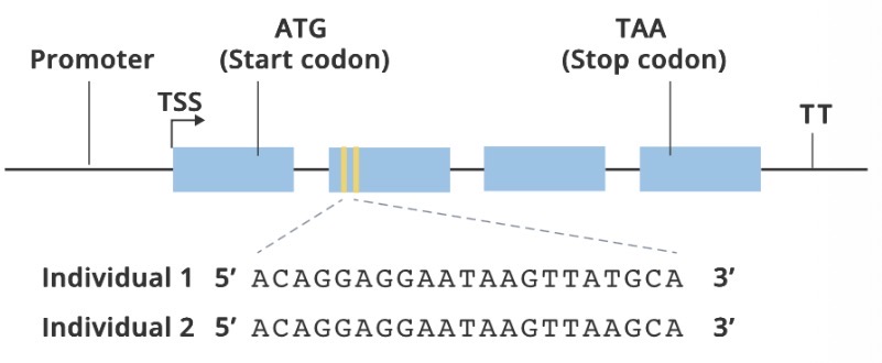 <p><strong>The indicated DNA sequences for two individuals are shown within exon 2 as indicated, with Individual 2 having a mutation. Both sequences are in-frame with the upstream start codon.</strong></p><p><br><span><span>Regarding the proteins that are translated from the mRNA sequences described in the first question: Compared with the PROTEIN for Individual 1, you find that the PROTEIN for Individual 2 is</span></span></p>