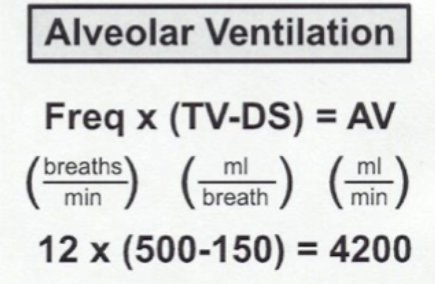<p>The total amount of FRESH air moving into and out of the lungs per minute that’s available for gas exchange</p><p>Will always be less than the <strong>minute ventilation</strong></p><p>Must match metabolism for homeostasis to be maintained</p>