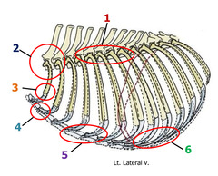 <p>Identify the joint of the rib cage -3</p>