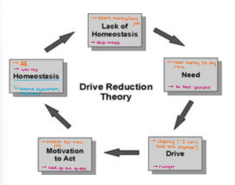 <ul><li><p>Theory that took the place of instinct theory</p></li><li><p><span style="color: blue;"><strong>Drive Reduction Theory</strong></span> states that motivated behavior is an attempt to reduce a drive and return the body to <strong><em>homeostasis</em></strong></p></li></ul><p></p>