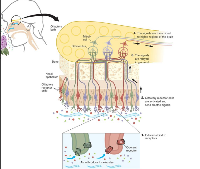 <ul><li><p>Axons of sensory neurons with the same odorant receptor type converge in 2 glomeruli</p></li><li><p>Single odorant activates multiple glomeruli with input from different receptors</p></li><li><p>Each glomerulus is dedicated to one type of receptor signaling</p></li></ul><p></p>