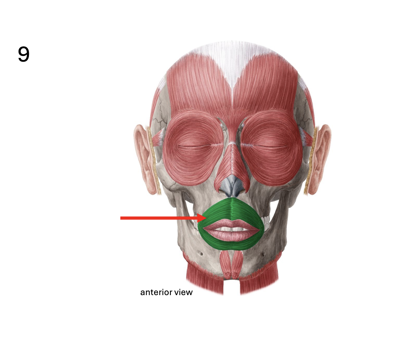 <p>Identify the <strong>muscle</strong></p>