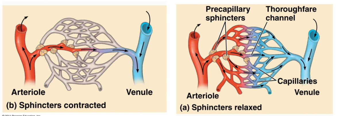 <ul><li><p>vasoconstriction- narrowing of blood vessels → increases blood pressure</p></li><li><p>vasodilation- widening of blood vessels → reduces blood pressure</p></li></ul><p></p><ul><li><p>open systems: contraction of body muscle helps regulated blood pressure and velocity</p></li><li><p>closed systems: contraction of arterial and venous smooth muscle helps regulate blood pressure and velocity</p></li></ul><p></p>