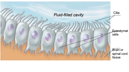 <ul><li><p>Range in shape from squamous to columnar</p></li><li><p>May be ciliated</p></li><li><p>Cilia beat to circulate CSF</p></li><li><p>Line the central cavities of the brain and spinal column</p></li><li><p>Form permeable barrier between cerebrospinal fluid (CSF) in cavities and tissue fluid bathing CNS cells</p></li></ul><p></p>