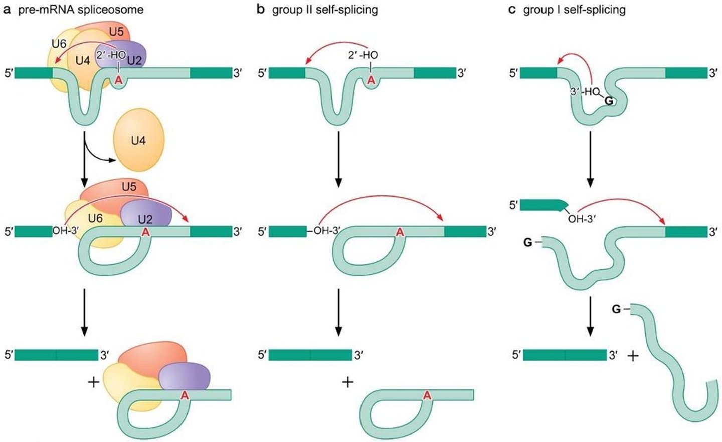 <p>Self-splicing introns can catalyze their own removal without the spliceosome.</p>