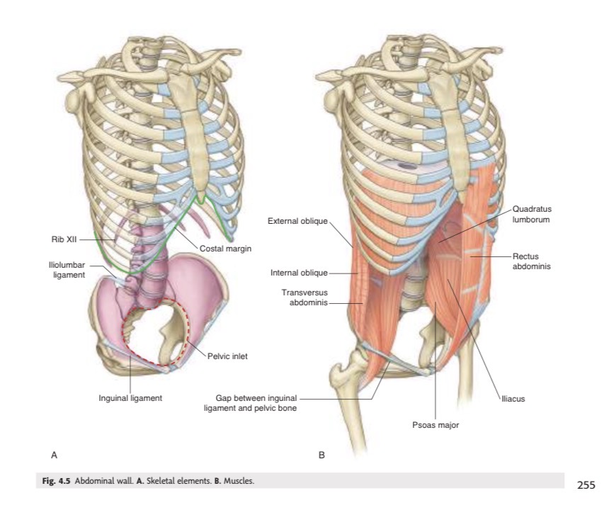 <p>Transversus abdominis, internal oblique, and external oblique</p>