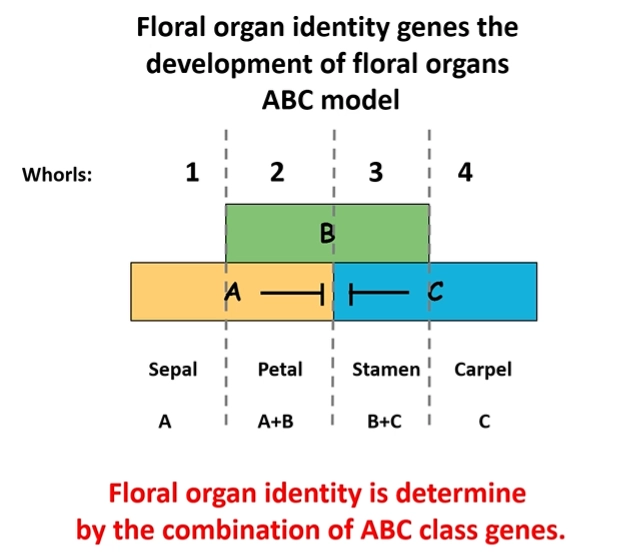<ul><li><p><strong>five </strong>main classes of homeotic flower genes were found in Arabidopsis: A, B, C, D and E</p></li><li><p>the development of each floral organ in the whorl is dependent on a<strong> combination of two or three gene classes </strong>that get expressed</p></li><li><p><strong>A and C mutually repress </strong>each other’s expression</p></li><li><p><strong>all </strong>organs need <strong>E </strong>class genes to be present</p></li><li><p>eg. sepals need A and E genes- if A is lost, they will have C and E genes and become carpels</p></li><li><p>the D class was not identified for a long time due to high <strong>gene redundancy</strong>- redundancy is also present within the other classes in different species</p></li><li><p>class <strong>C </strong>genes are also responsible for <strong>terminating </strong>the <strong>meristem</strong>, so C gene homeotic mutants produce an <strong>indeterminate </strong>number of organs</p></li></ul><p></p>