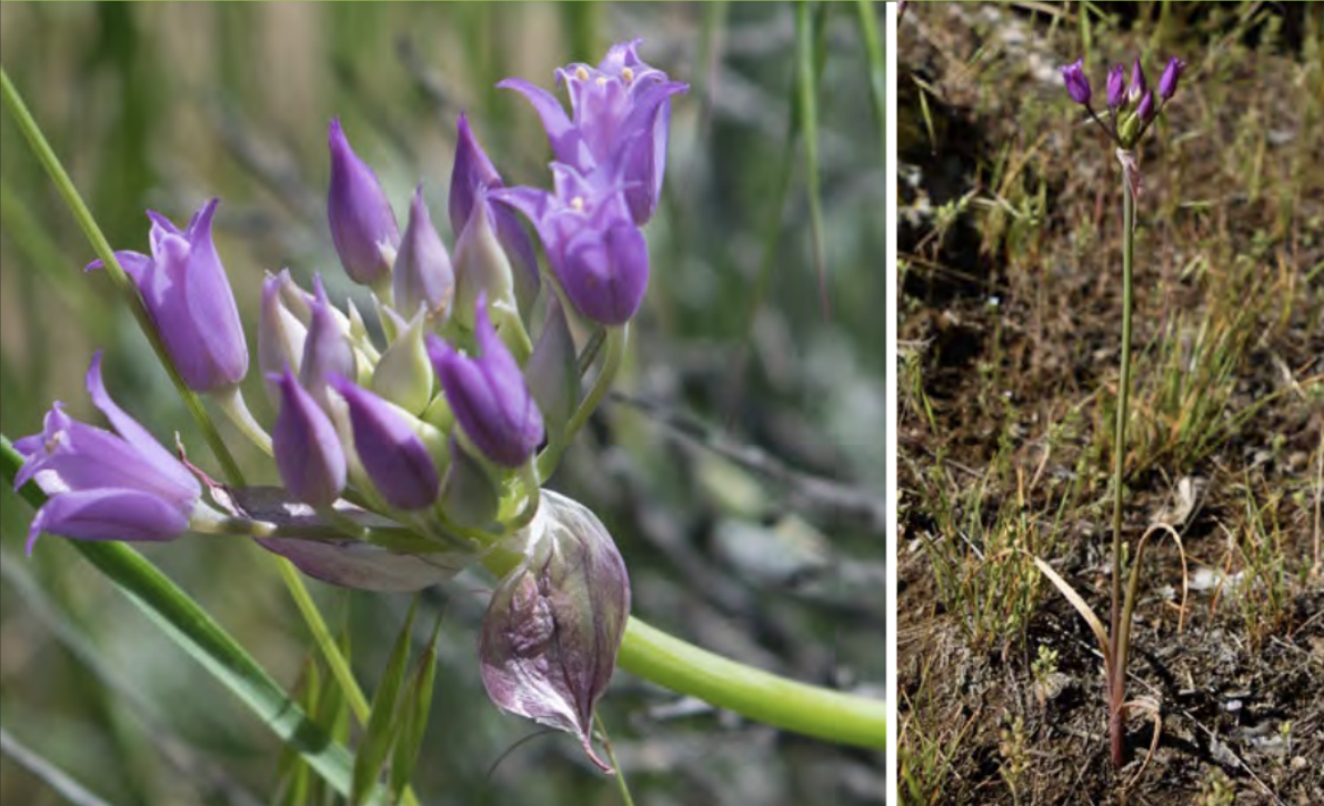 <ul><li><p>Hooker’s Onion</p></li><li><p>Lily family</p></li></ul><p></p>