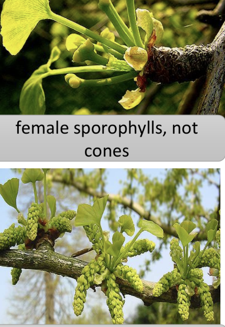 <p>gingkos</p><p>one extant tree: ginkgo biolba</p><p>herbal medicine</p><p>with <strong>flagellated sperm</strong></p><p>unique fan shaped leaf and veins<br>female sporophylls- NOT cones</p><p>male sporophylls- in strobili</p>
