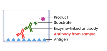 <p><strong>What is the third step in indirect ELISA?</strong></p>