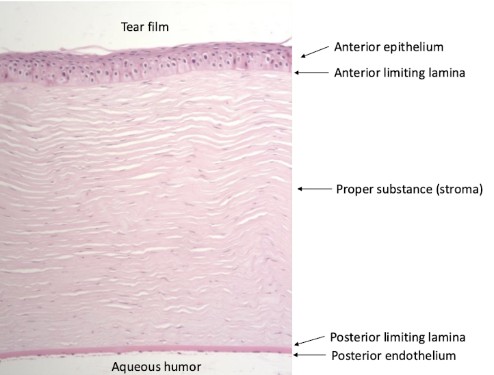 <ul><li><p>Anterior epithelium</p></li><li><p>Anterior limiting lamina</p></li><li><p>Proper substance / stroma</p></li><li><p>Posterior limiting lamina</p></li><li><p>Posterior endothelium</p></li><li><p>Tear film lies externally</p></li><li><p>Aqueous humor lies internally</p></li></ul><p></p>