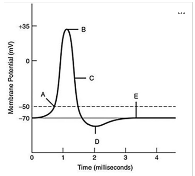 <p><span>The minimum depolarization needed to open all the voltage-gated sodium and potassium channels is indicated by the label ________.</span></p>