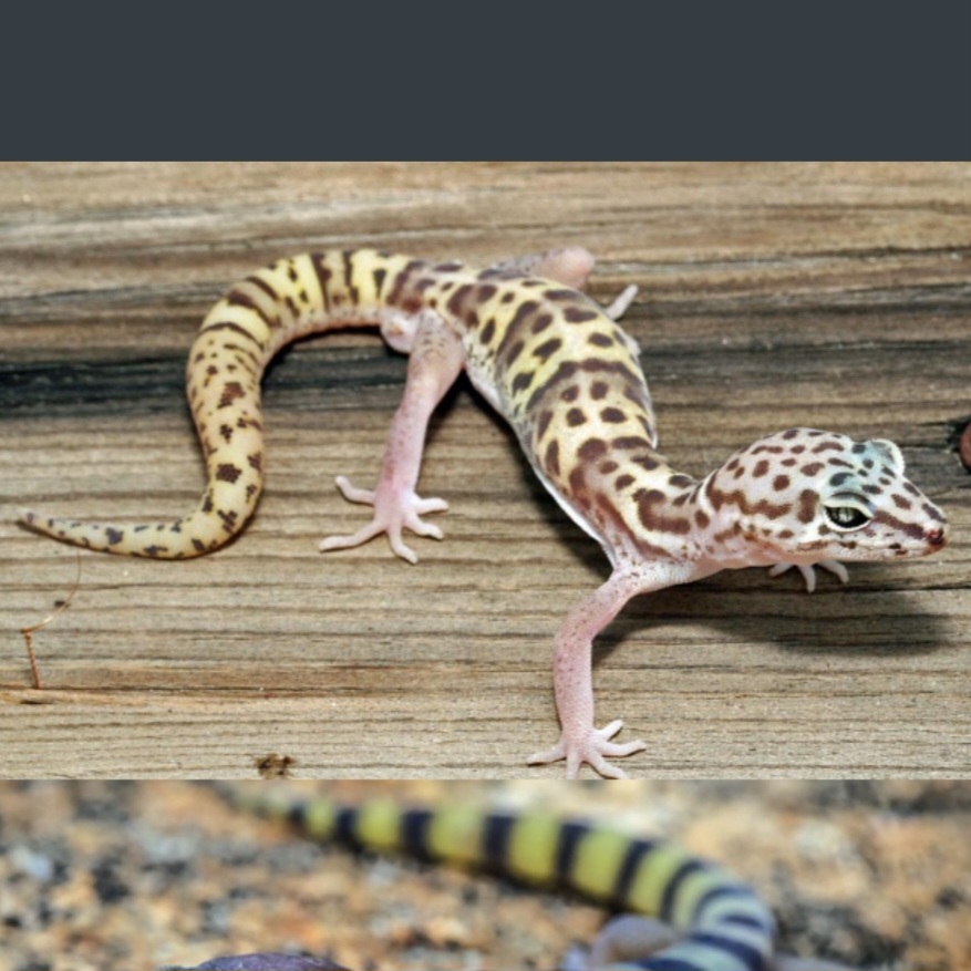 <p>name this animal</p>