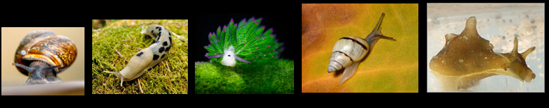 <p>What phylum, class, and subclass do these belong to?</p>