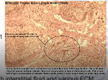 <p>Formed from the same protein subunits as collagen, but fibres remain narrow and in a branching network, found throughout the body, most abundant in reticular tissue of soft organs like the liver</p><p>Anchor and provide structural support to parenchyma (cells, blood vessels, and nerves of an organ)</p>