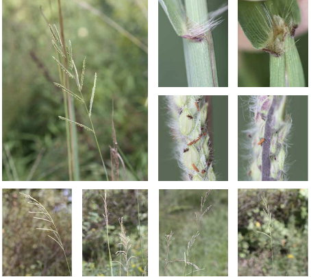 <p>hairy spikelets</p><p>10+ spikes</p><p>pubescent velvety sems on bottom - purple color</p>