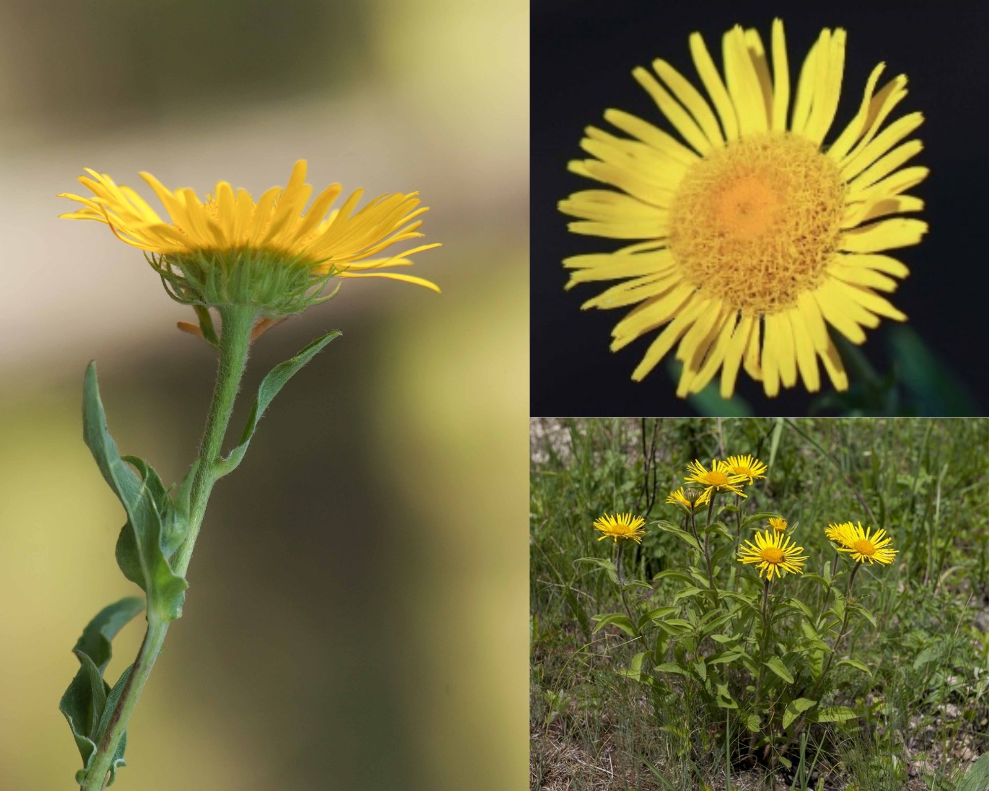 <p><span style="background-color: rgba(0, 0, 0, 0); line-height: 27px;">Klasa <strong>TRIFOLIO-GERANIETEA </strong></span>związek <strong>Ciepłolubne okrajki</strong></p>