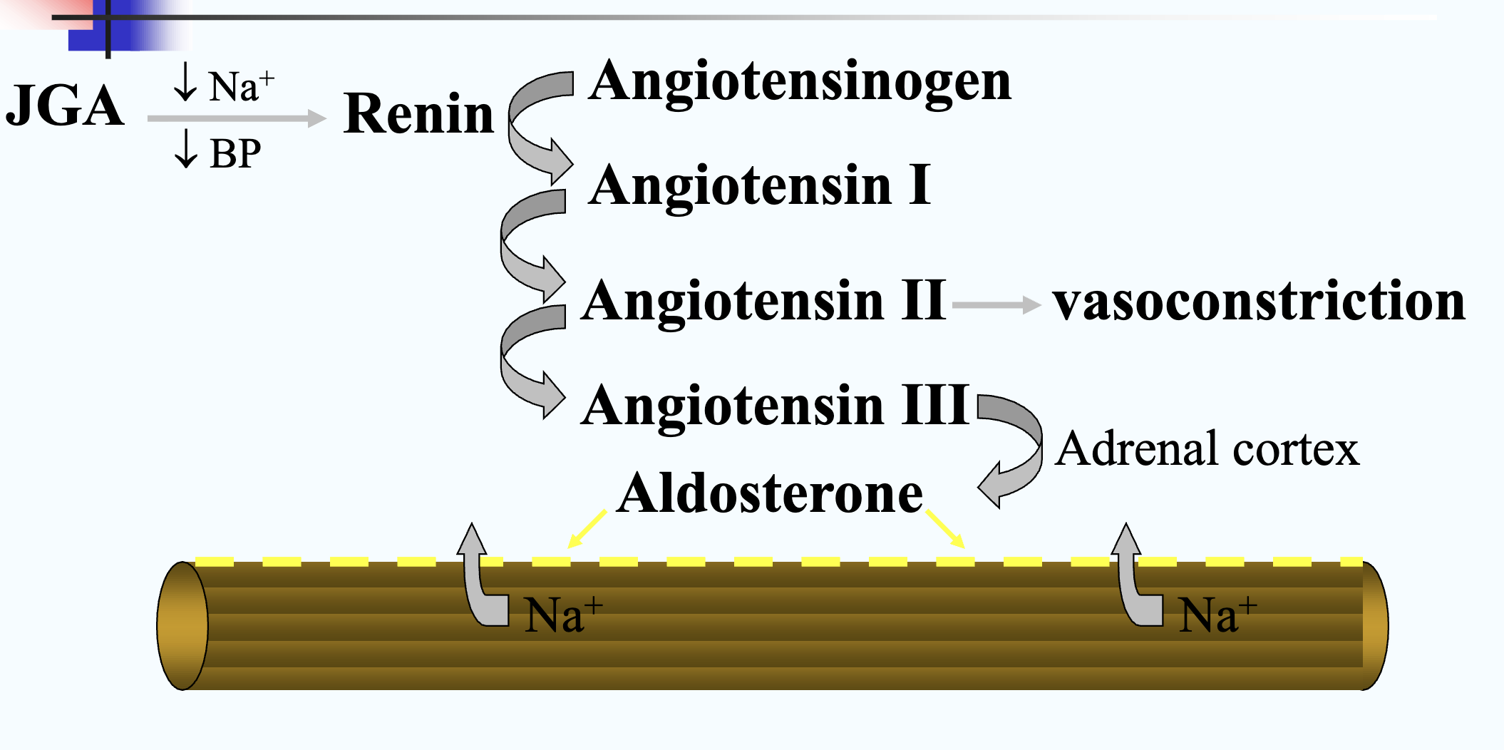 <ol><li><p>JGA secretes protease <strong><em>renin</em></strong> to convert plasma angiotensinogen → angiotensin 1</p></li><li><p>Angiotensin 1 travels to lungs where protease <strong><em>angiotensin-converting-enzyme (ACE) </em></strong>converts → angiotensin 2</p></li><li><p>Angiotensin 2 responsible for</p><ol><li><p>vasoconstriction → increased blood pressure</p></li><li><p>circulating to adrenal cortex to stimulate aldosterone secretion</p></li></ol></li><li><p>aldosterone circulates from adrenal → kidneys</p></li><li><p>Stimulates tubules to reabsorb Na+ and excrete K+</p></li></ol><p></p>