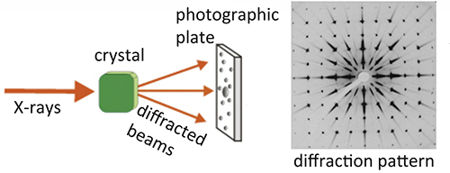<ul><li><p>Protein analysis method that determines the full 3D atomic structure of proteins.</p></li><li><p>Already purified protein is made into a crystal, the x-rays are shined through the crystal, the x-rays scatter/diffract through the crystal in a pattern, scientists use the pattern to determine a protein’s entire 3D structure/character. </p></li><li><p>X-rays used because visible light is too long in wavelength</p></li><li><p>Can detect structural changes that occur after substrate binding</p></li></ul><p></p>