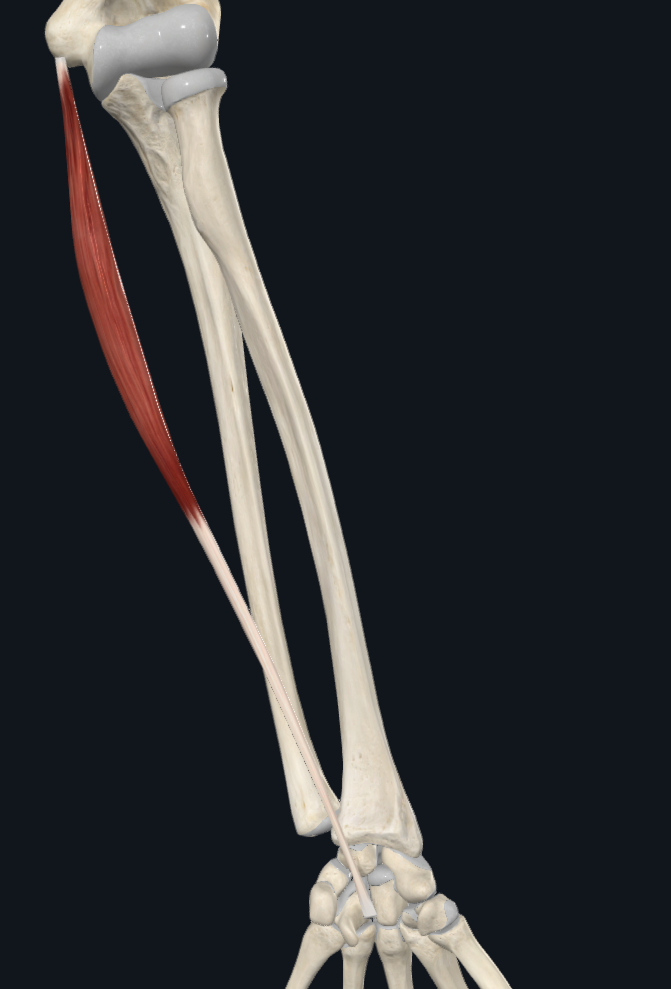 <p>Origin: </p><p>Insertion: </p><p>Innervation: </p><p>Main action: </p>