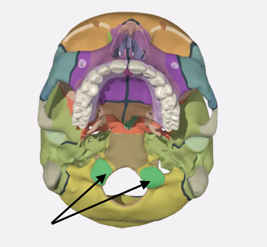 knowt flashcard image