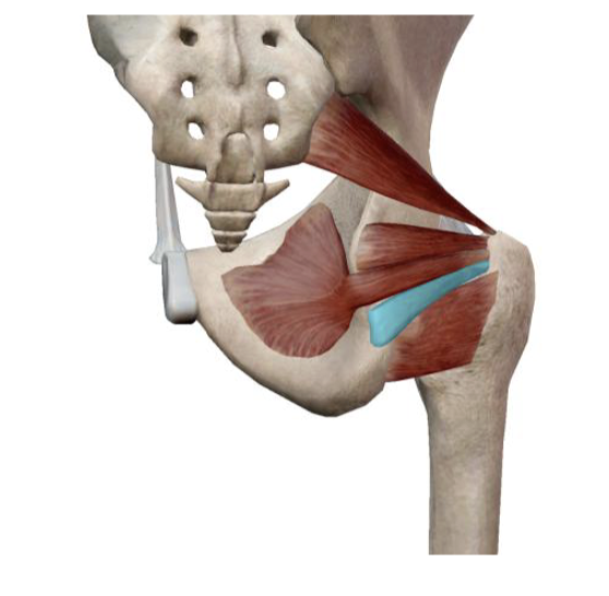 <p>which muscle and action is this</p>