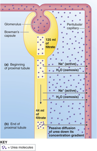 <p>because there’s Na, amino acids, and glucose in the urea left so <span>some urea is diffusing down its own concentration gradient into the blood</span> </p>