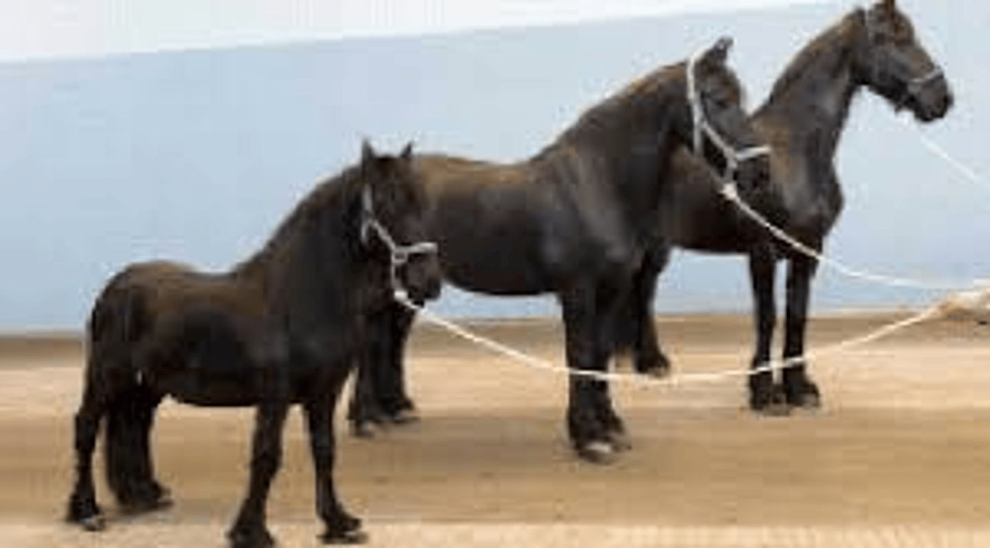 <p>Breed affected: Friesian </p><p>Appearance: Stunted growth</p><p>-recessive</p><p>Test: N/A</p>