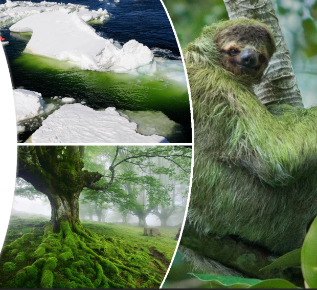 <p>Most are aquatic- mainly fresh water, some salt water</p><p>Diverse habitats</p><p>Most plant-like of the 3 types of algae</p><p>Can cause harmful algal blooms</p>