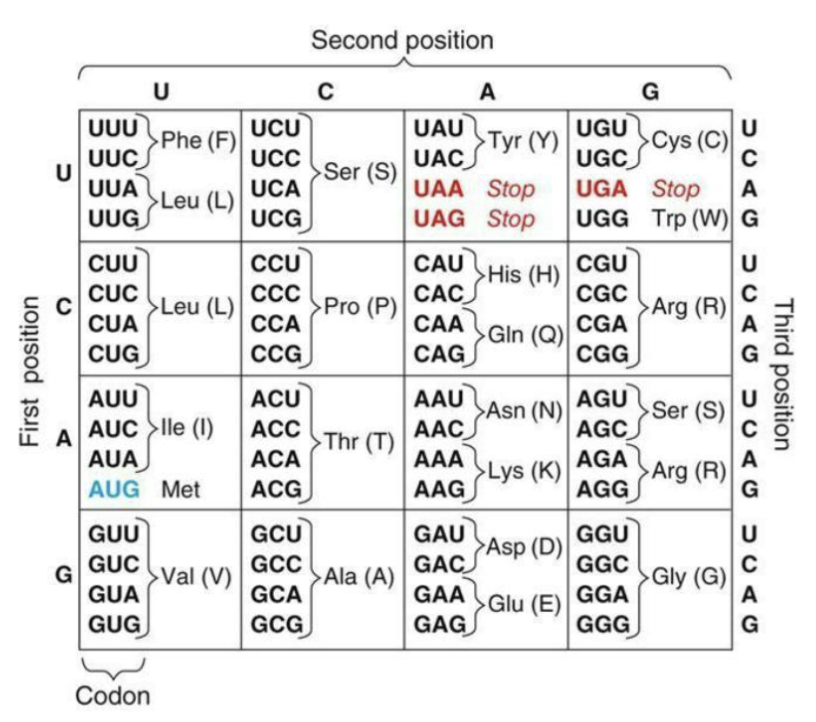 <ul><li><p>64 codons – 20 amino acids - code is <strong><em>degenerate</em></strong></p></li><li><p>Several codons for each amino acid - third nucleotide in the codon is often variable = “wobble codon”</p></li><li><p>Specialized <strong><em>N-formyl methionine</em></strong> initiates translation at first AUG in bacteria</p></li><li><p>Unique initiator tRNA initiates in eukarya</p></li><li><p>Stop codons terminate translation of the protein</p></li></ul><p></p>