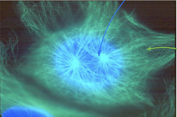 <p>Stage of Newt Cell?</p>
