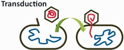 <p>a virus infects the cell and adds DNA</p>